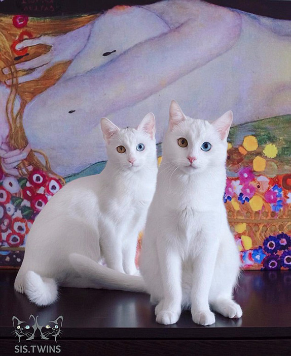 オッドアイ の双子の白猫 Snsの人気者に 9 人民網日本語版 人民日報