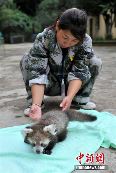 雲南野生動物園でレッサーパンダの人工繁殖に初成功