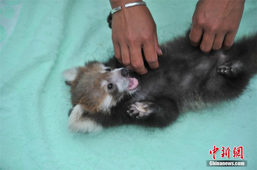 雲南野生動物園でレッサーパンダの人工繁殖に初成功