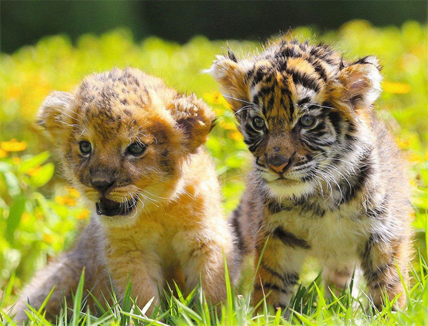 赤ちゃんライオンが赤ちゃんトラと兄弟のように戯れる写真が話題に 日本 人民網日本語版 人民日報