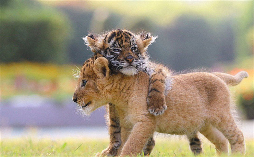 赤ちゃんライオンが赤ちゃんトラと兄弟のように戯れる写真が話題に　日本