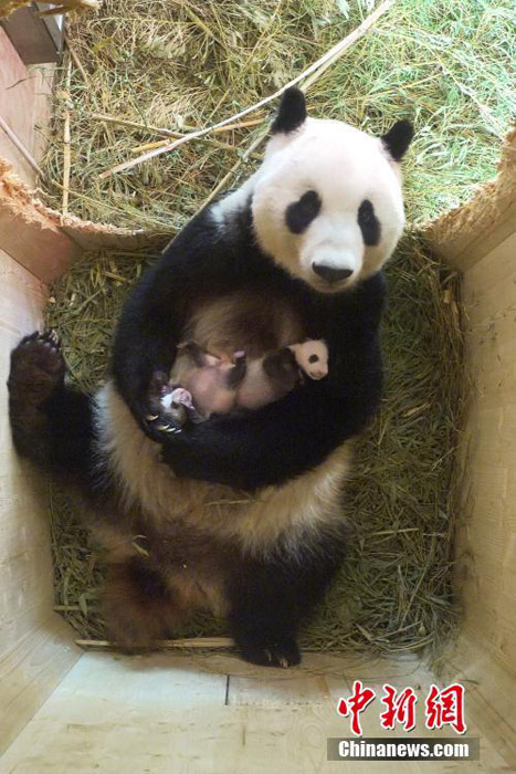 オーストリアに渡ったパンダが生んだ双子の赤ちゃん満1ヶ月
