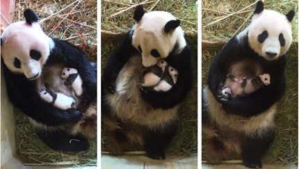 オーストリアに渡ったパンダが生んだ双子の赤ちゃん満1ヶ月