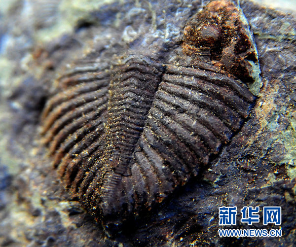 重慶で三葉虫の化石発見、頭部の触角も鮮明 (3)--人民網日本語版--人民日報