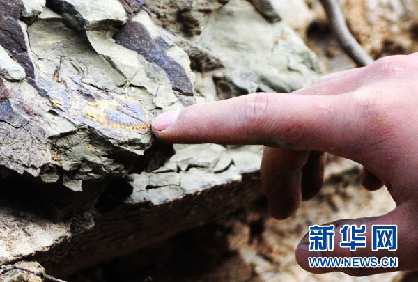 重慶で三葉虫の化石発見、頭部の触角も鮮明