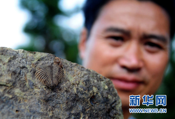 重慶で三葉虫の化石発見、頭部の触角も鮮明