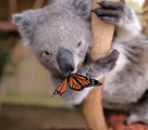 コアラの赤ちゃんとチョウチョの微笑ましいキス写真