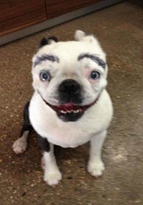 犬に描いた眉毛が美しすぎて大爆笑！