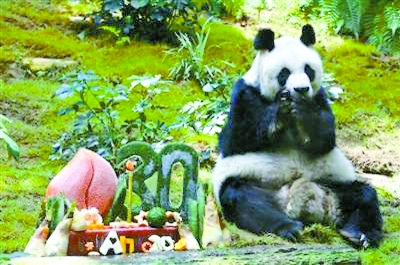 世界最高齢38歳のジャイアントパンダ安楽死　香港