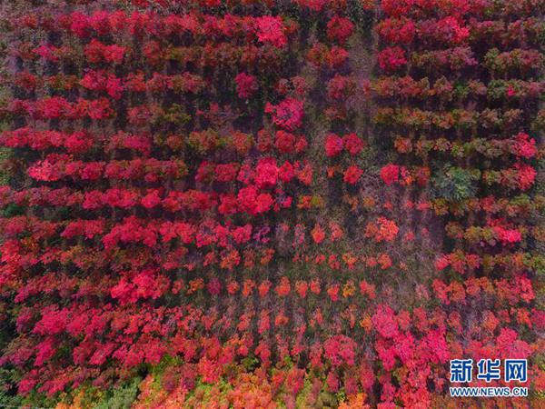 秋の色が広がる田園風景　陝西省