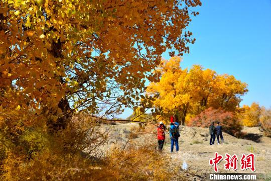 秋色に染まる玉門市　生態系整備プロジェクトすすむ　甘粛省