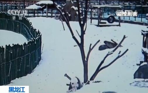 初雪にはしゃぎまわるジャイアントパンダの佑佑　黒竜江省