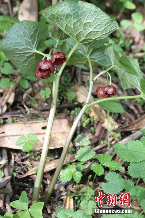 新種の植物「北川リュウキンカ」、四川省で発見