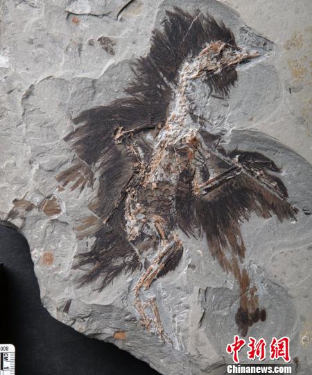 孔子鳥の化石、羽毛からβカロチン発見される--人民網日本語版--人民日報