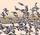 渡り鳥が越冬のため東洞庭湖に続々と姿現す　湖南省