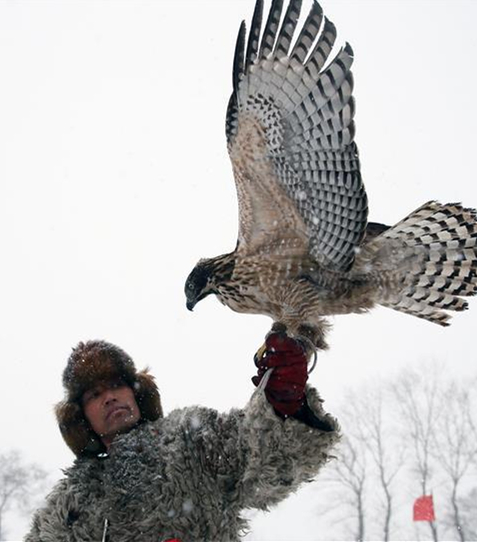 吉林省の鷹狩文化を守る「鷹匠」たち