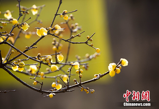 美しく上品な冬景色　ロウバイの花が咲き誇る　江西省