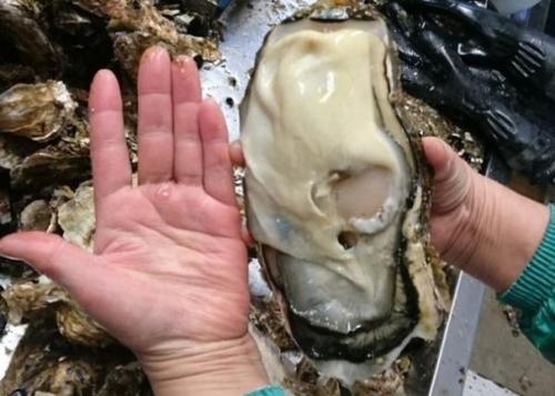 日本宮城県で「巨大牡蠣」発見、放射能による影響との見方も