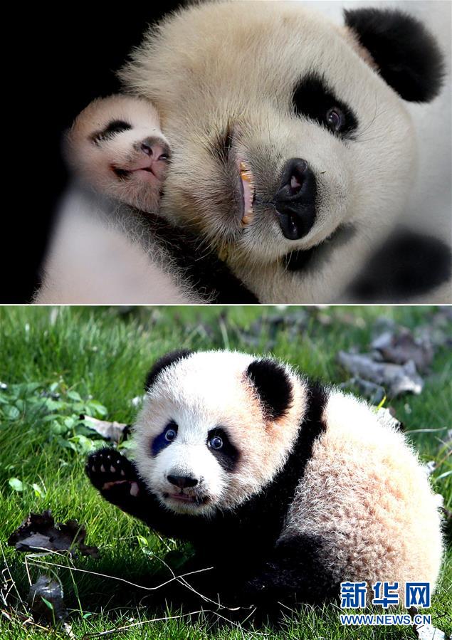 パンダの親子、相次ぎ病死 上海の動物園