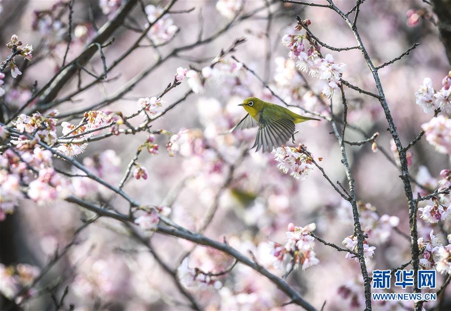 暖かな陽気で桜が開花 小鳥もさえずる春の景色 南京 人民網日本語版 人民日報