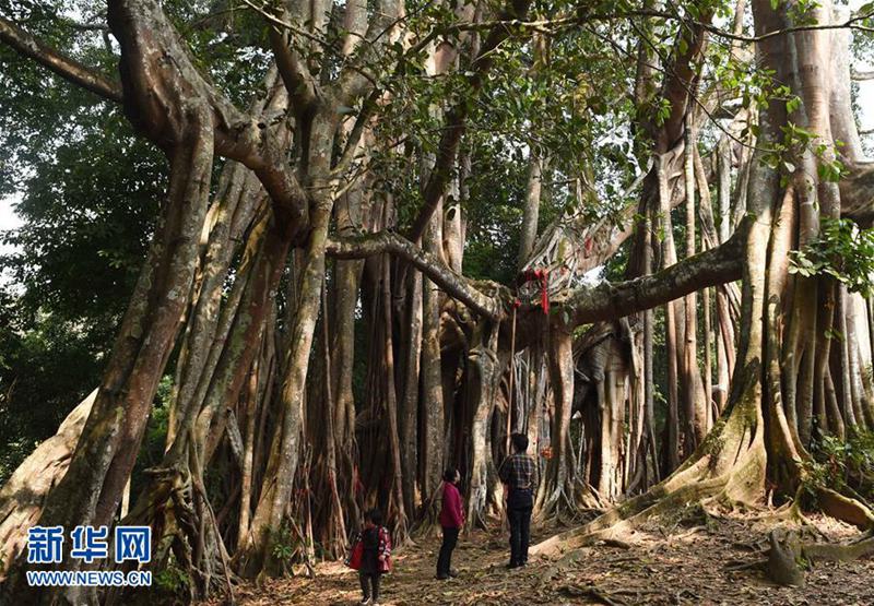 1本の木で森を成す　樹齢500年の巨大なガジュマルの木　雲南省