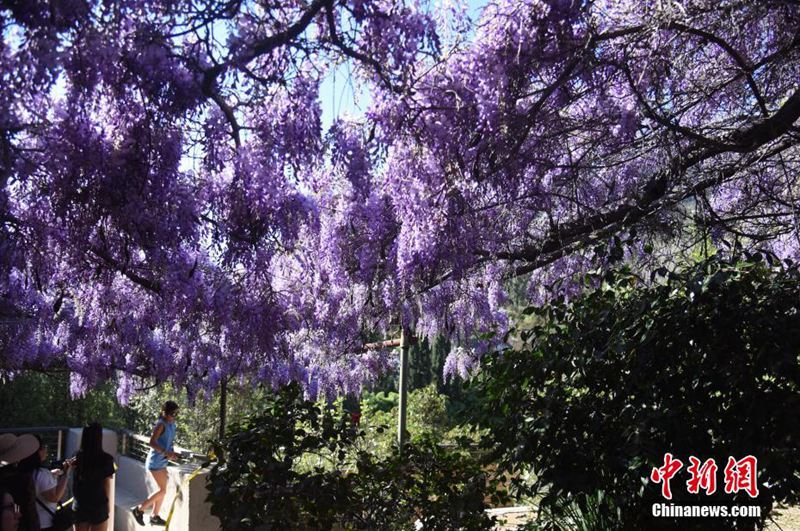 藤の花祭り開催、100周年記念に多くの観光客押し寄せる　ロサンゼルス