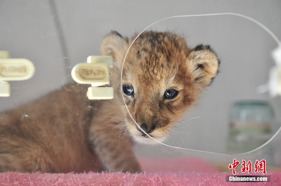 雲南野生動物園に新メンバー 可愛いライオンの赤ちゃんが仲間入り 人民網日本語版 人民日報