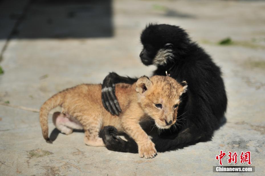雲南野生動物園に新メンバー 可愛いライオンの赤ちゃんが仲間入り 人民網日本語版 人民日報