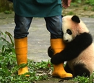 重慶動物園の子パンダ3頭の名前が決定、一般に初公開