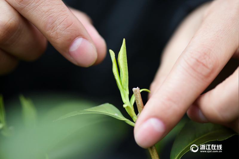 超貴重！約5万枚の芽で500グラムだけ採れる明前西湖龍井茶