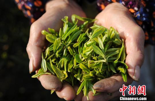 「明前茶」の茶摘み開始　天候の影響で茶摘み時期遅れる　江西省