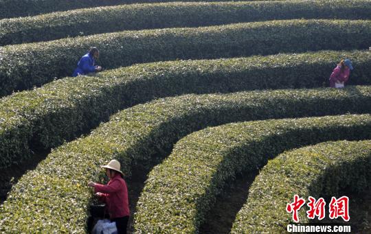 「明前茶」の茶摘み開始　天候の影響で茶摘み時期遅れる　江西省