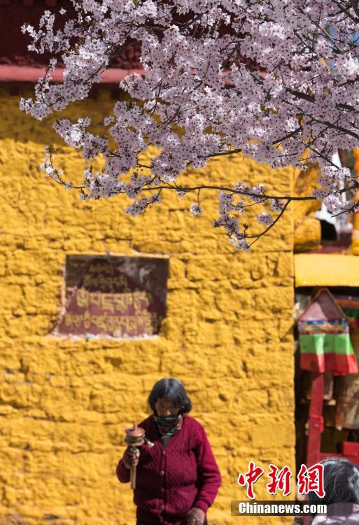ラサ市に「春」の訪れ　緑の木々と色鮮やかな花