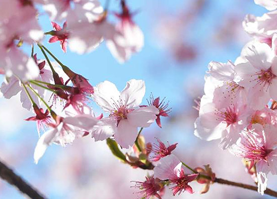 寒い春は、北京の開花時期を遅らせてしまいがちで、北京に春の訪れを告げる桜の花も、例年より開花が遅れてしまう場所が多い。だが、ここは、毎年、一番早くお花見を楽しめる公園だ。