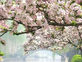 元大都土城遺跡公園では、ミカイドウやシダレカイドウが争うように咲き誇る。毎年春にはカイドウ祭が開かれ、植物園の桃祭と玉淵潭の桜祭とともに、北京の春の三大花祭りと呼ばれている。