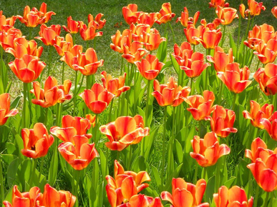 中山公園でチューリップが満開になると、毎年、大勢の来園客や撮影マニアが詰めかける。同園のチューリップは、花の色別に分かれた区画や自然に植えられた鉢植え、テーマ花壇を組み合わせており、自然と調和した見事な展示を実現している。