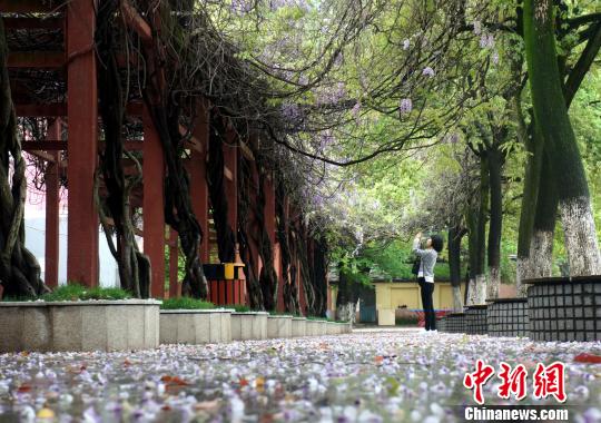 キャンパスに咲き誇る藤の花　カメラや絵筆で美しい風景切り取る　江西省