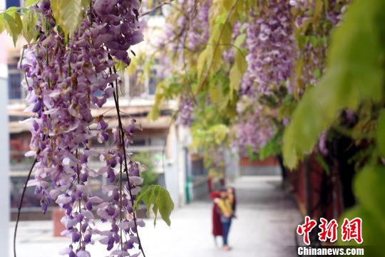 キャンパスに咲き誇る藤の花　カメラや絵筆で美しい風景切り取る　江西省