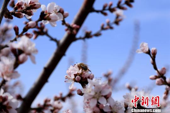 春の陽気に包まれ、桃の花や杏の花が咲き誇る甘粛省