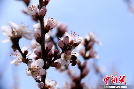 春の陽気に包まれ、桃の花や杏の花が咲き誇る甘粛省