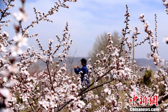 春の陽気に包まれ、桃の花や杏の花が咲き誇る甘粛省