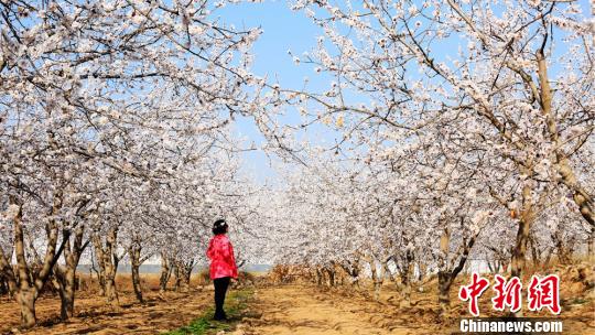 春の陽気に包まれ、桃の花や杏の花が咲き誇る甘粛省