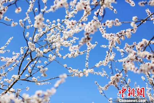 春の陽気に包まれ、桃の花や杏の花が咲き誇る甘粛省