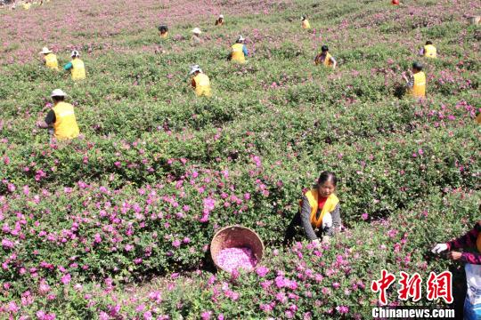 食用バラが満開に、収穫に精を出す農家の女性たち　　四川省