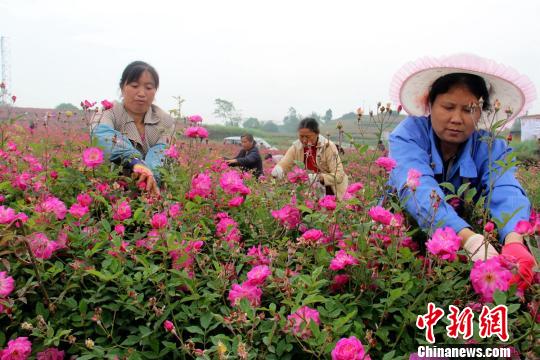 食用バラが満開に、収穫に精を出す農家の女性たち　　四川省