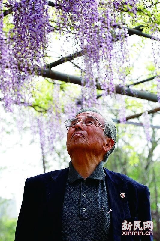 今年4月、嘉定で紫藤の開花状況を確認する藤本道生さん(85) 。