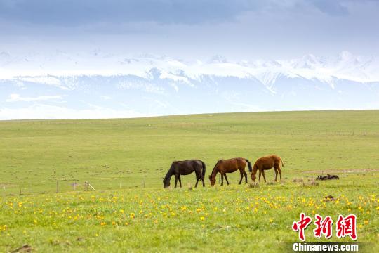 新疆の広大な草原に一面に咲き誇るチューリップ