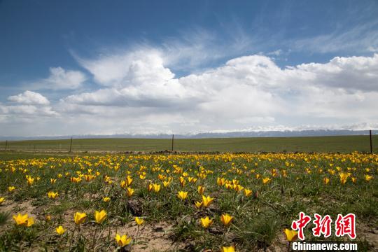 新疆の広大な草原に一面に咲き誇るチューリップ