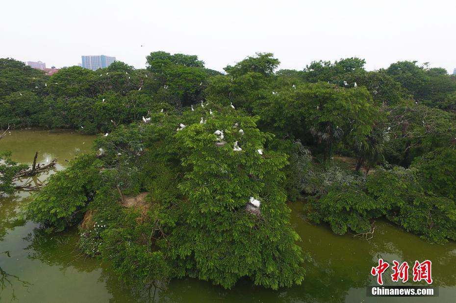 まさに渡り鳥の天国　鳥類が世界で最も多く集まる庭園　江西省