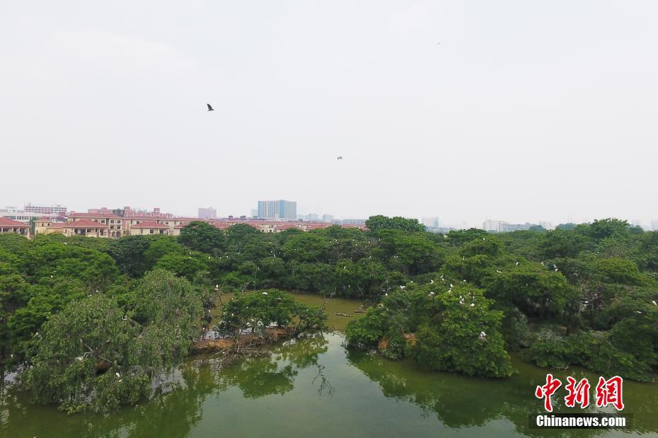 まさに渡り鳥の天国　鳥類が世界で最も多く集まる庭園　江西省